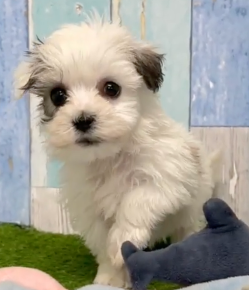gray and white havachon puppy next to a blue toy